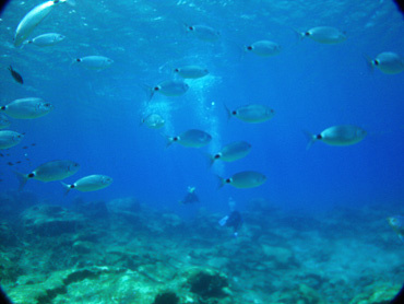 Blue Lagoon undersea life
