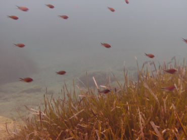 La Plage place undersea life