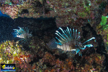 Aphrodite Rock undersea life