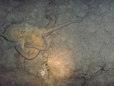 latchi beach life undersea